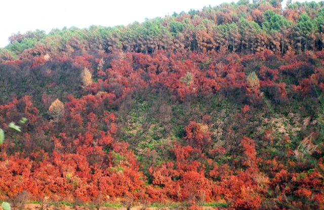 Bosc cremat. Estiu 2007 