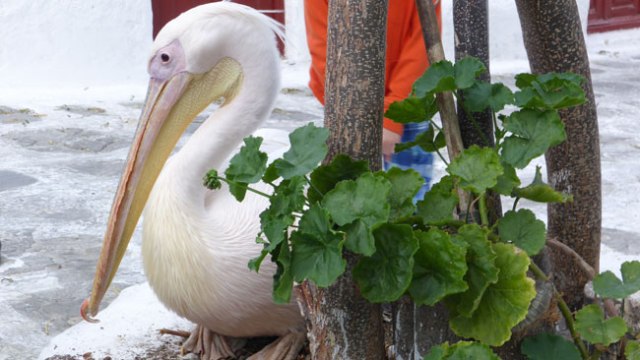 El pelikn Petrus va morir, però un descendent seu jeu en una placeta amagada de Miconos