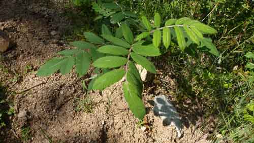 Servera  -sorbus domestica-