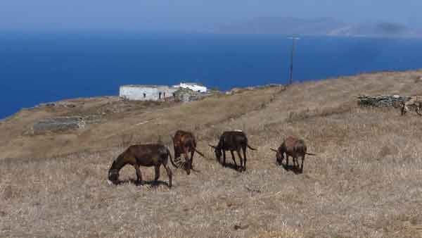 Folegandros. Els rucs són un mitjà de transport important