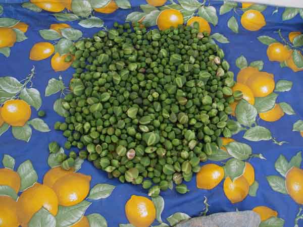 Sifnos. Tàperes assecant-se