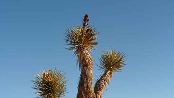 Joshua Tree
