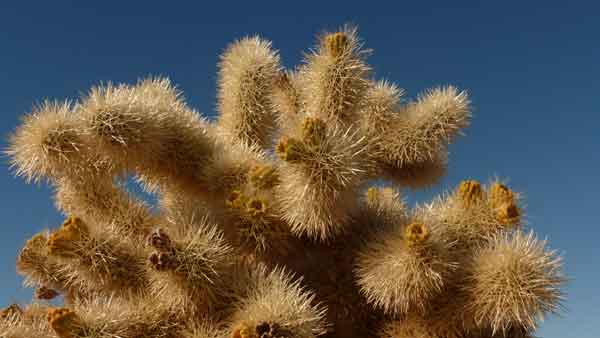 Cholla Garden. Joshua Tree