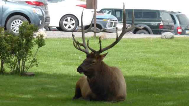 Cérvol. Yellowstone