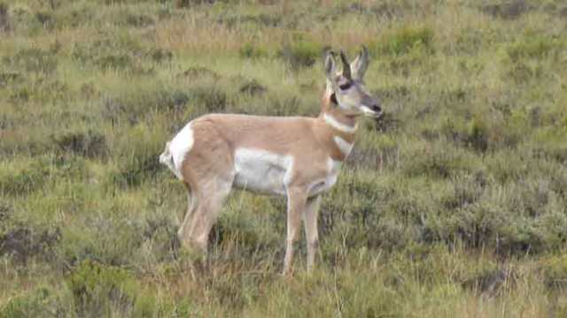 Mule deer. Bryce Cannyon