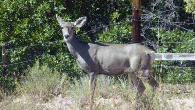 Black Cannyon of Gunnison. Mule deer