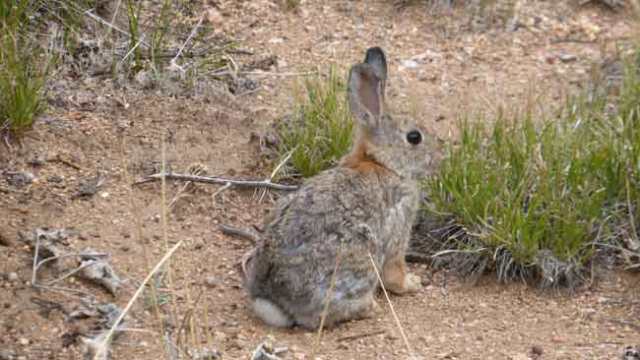 Black Cannyon of Gunnison. Conill