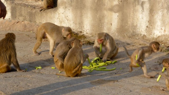 Temple del sol. Jaipur