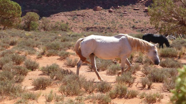 Monument Valley. Cavalls