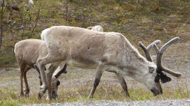 Un 18% de samis es dedica a la curra de rens
