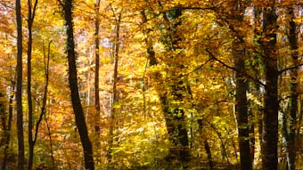 Fageda d'en Jordà. Garrotxa