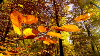 Fulles de faig. Fageda d'en Jordà. Olot
