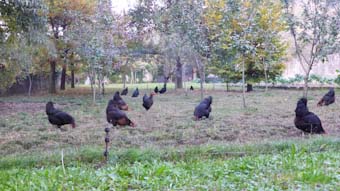 Gallines de la Garrotxa. Restaurant Les Cols