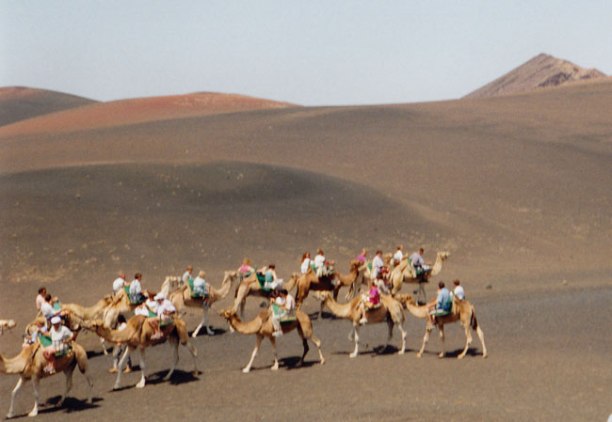Timanfaya. Camells