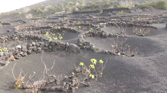 Geria. Lanzarote
