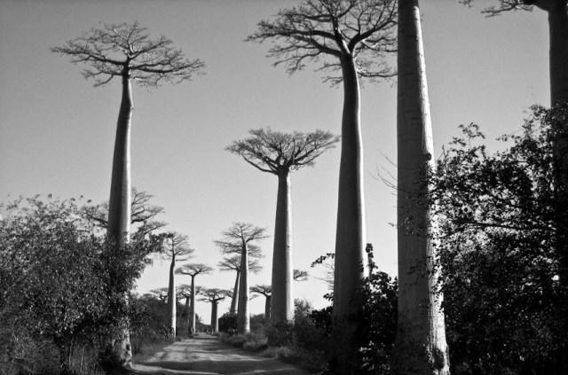 Baobabs. Madagascar