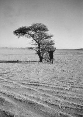 Desert Algeria.