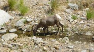 Muflons bevent aigua. Borrego Palm Canyon
