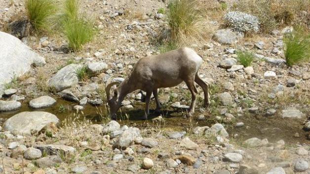 Muflons bevent aigua. Borrego Palm Canyon