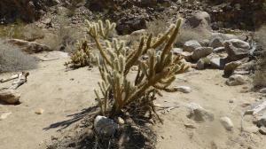 Borrego Palm Canyon. Desert Anza-Borrego. California