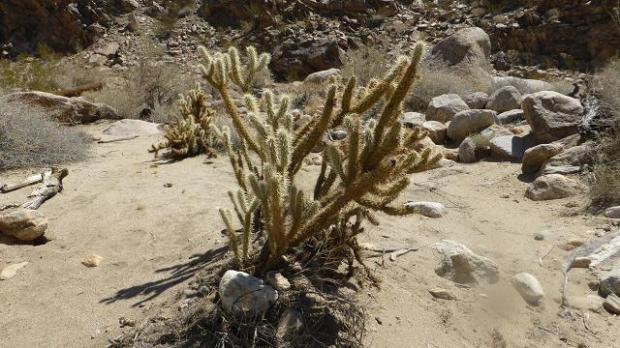 Borrego Palm Canyon. Desert Anza-Borrego. California