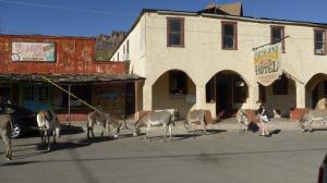 Hotal Oatman. Ruta 66