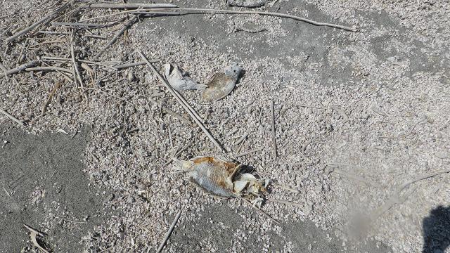Salton Sea. Peixos morts