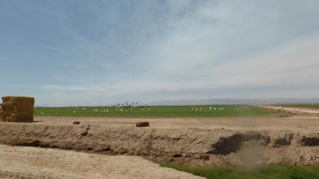 Sonny Bono Salton Sea