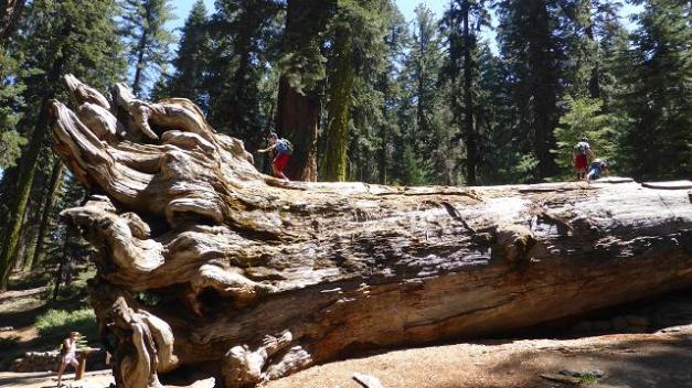 Mariposa Grove. Yosemiti. Sequoia gegant caiguda
