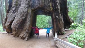 Arbre tunel Tuolumne. Yosemite