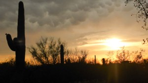 Saguaro Park. Arizona