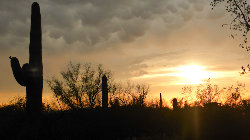 Saguaro Park. Arizona