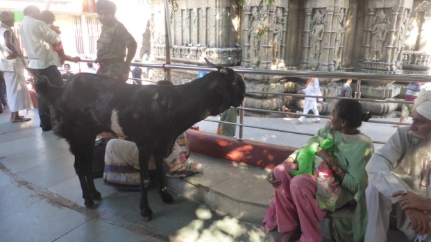 Kamakhya temple Guwahati. Animals per sacrificar