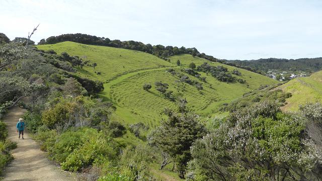matapouri-badia-whale-nz