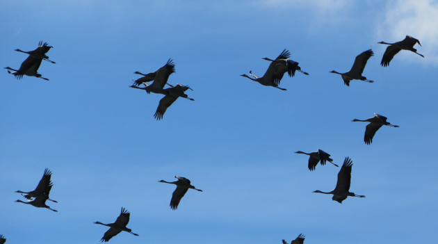 Embassament Eugi. Gralles