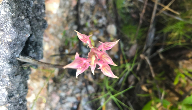 ορχιδέα λαγκαδα χιος