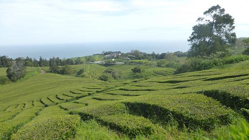 plantacio te Gorreana