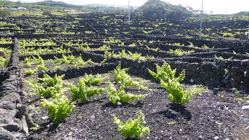vinyes criaçao velha pico