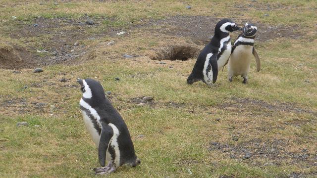 Illa Magdalena. Pingüins