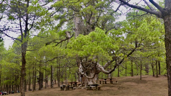 Hoya Morcillo. Hierro. Canarias
