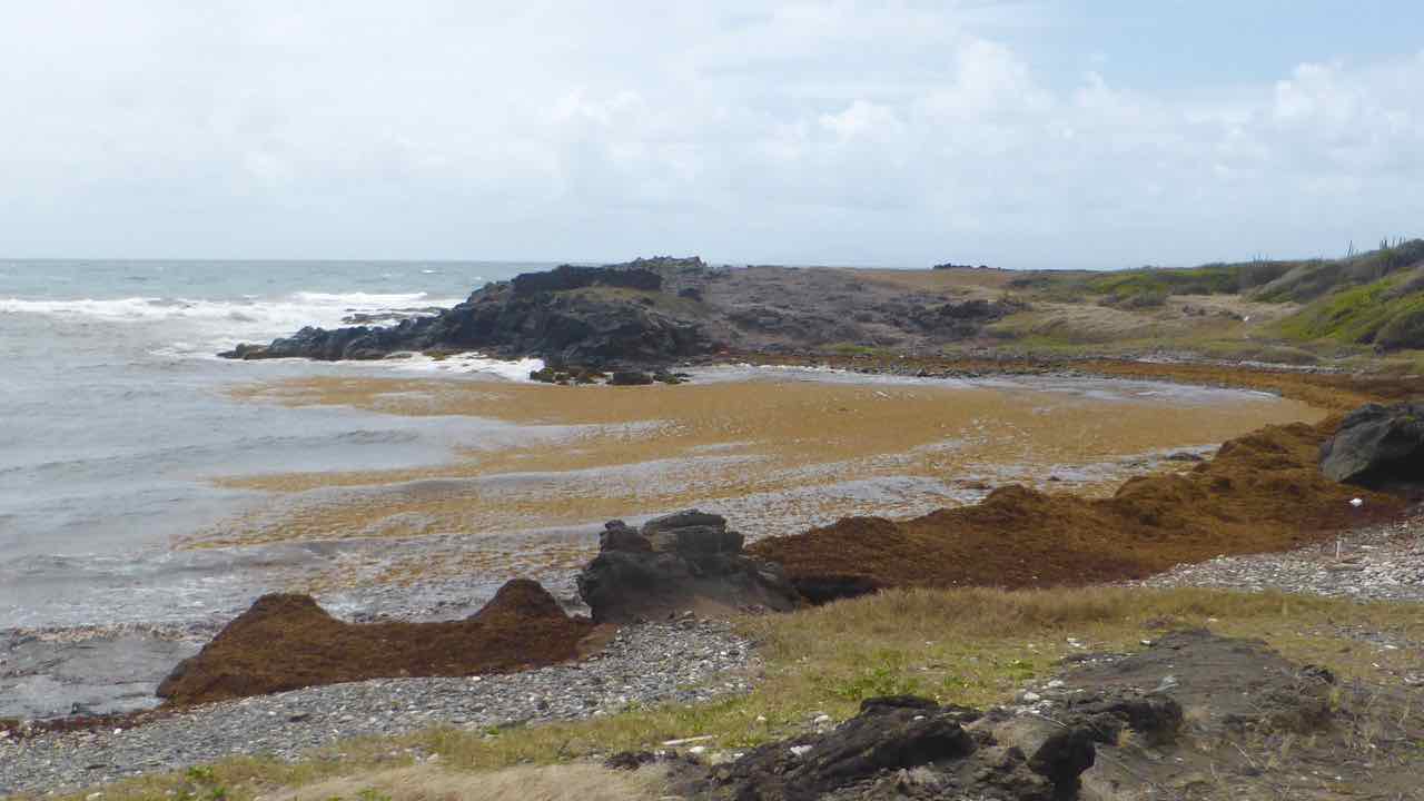 Savane des Petrificacions,