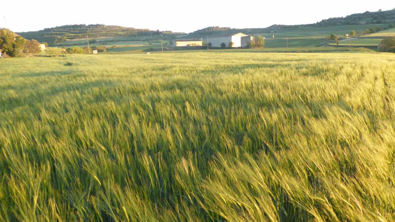 Cereals, cultiu típic de la Segarra