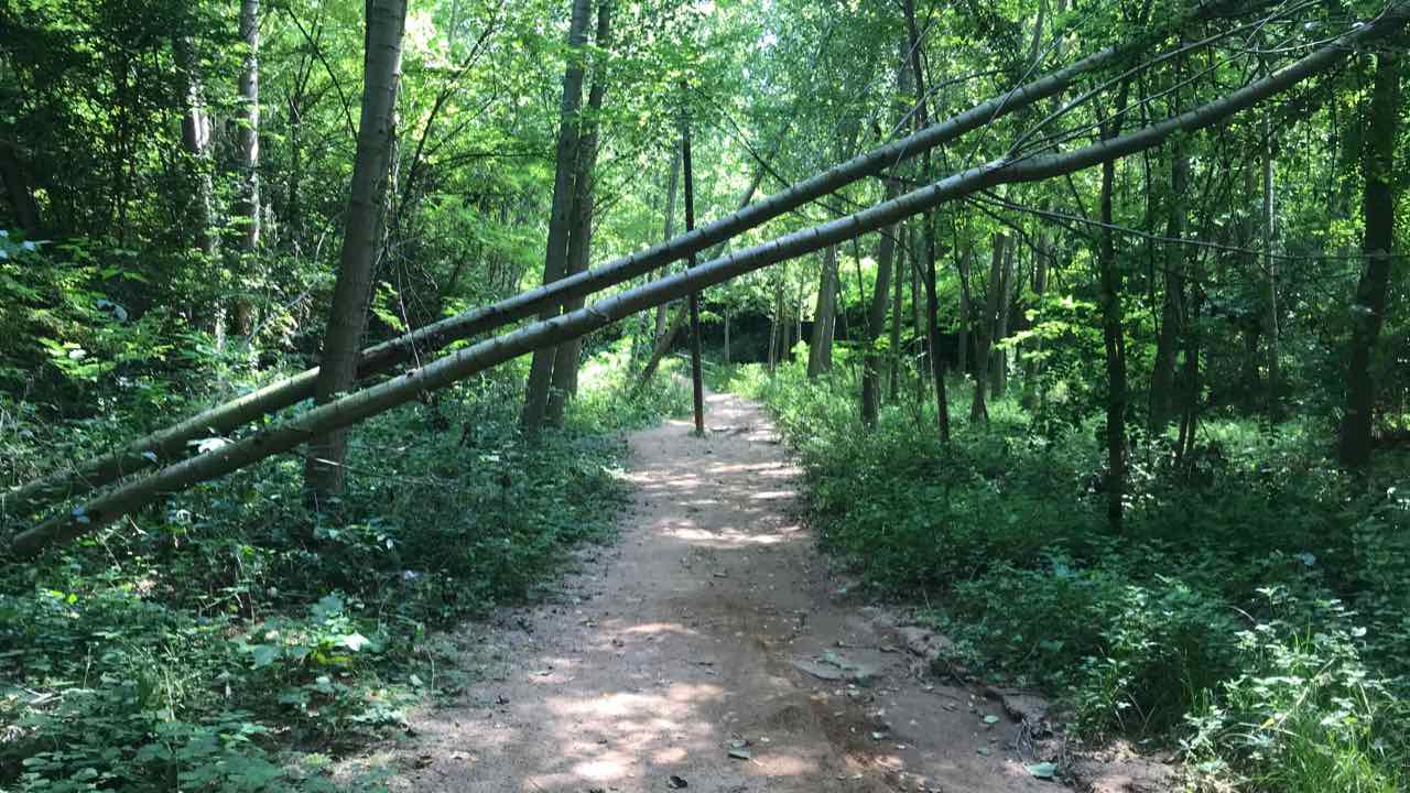 Camí al moplí d'Alta-Riba
