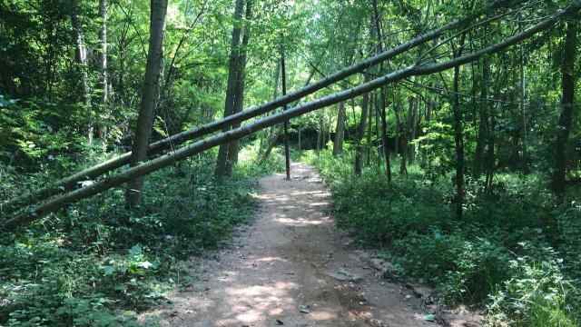 Camí al moplí d'Alta-Riba